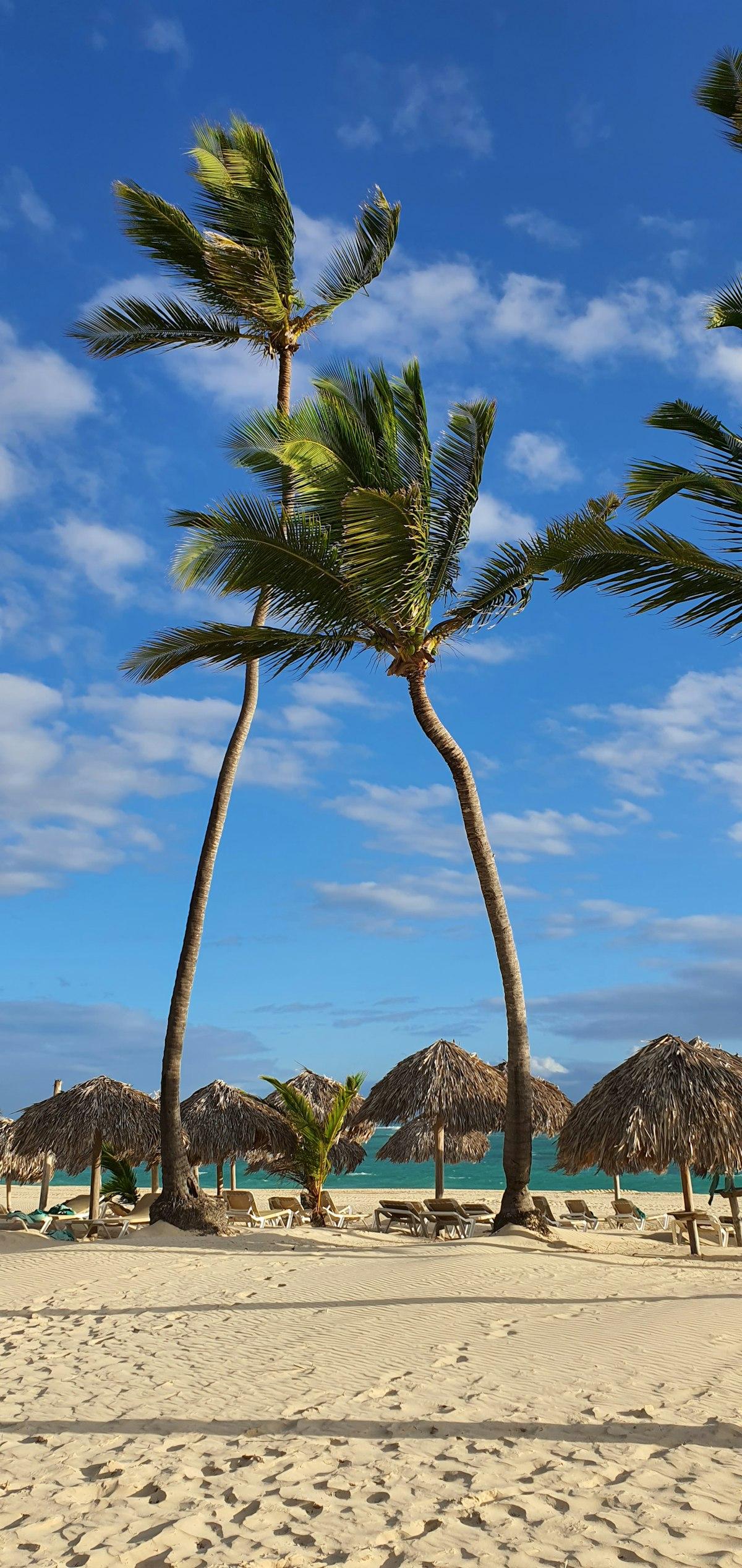 Playa de Punta Cana con palmeras altas y sombrillas de paja sobre la arena blanca
